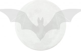 bat in front of the moon